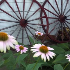Lisa's  African Daisy s  by her wagon wheels she bought at auction.