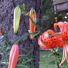 Tiger Lily under the pine tree