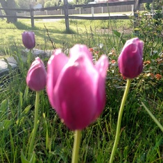 Lisa"s Tulips in her Rose garden.