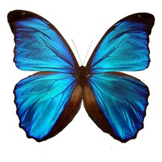 Mom you always kept telling me about the blue butterfly and here you go just like I promised you.  Love you & miss you from all of Us.  xoxoxoxo