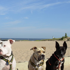 original 3 granddogs at the beach