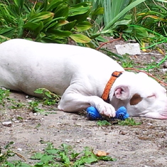 Ume died unexpectedly in 2015. She loved nothing more than swimming in Lake Michigan