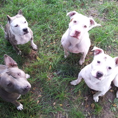 Grand dogs Genmai-cha, Ume-cha, Momo-cha and Azuki