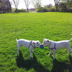 Genmai and Ume playing at Lighthouse Landing