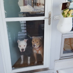 Koi with Kumo-cha and her first look out her new front door. January 2019