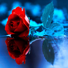 Red_Rose_Reflection-wallpaper-10857235