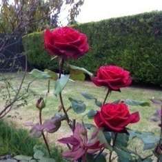 Roses for Lorraine (1)