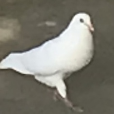 Dove of Peace 