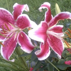 Lucille's Lilies