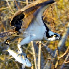 Did you send this osprey to give this "LUCKY" HERRING an aerial view of Mashpee???