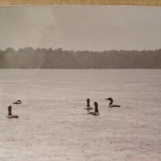 Watching Loons (and Loon Paraphernalia) might have been Mom's Favorite Pastime in Canada.