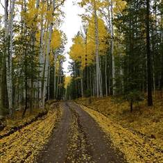 Road Trip Through the Aspens in Fall, Flagstaff