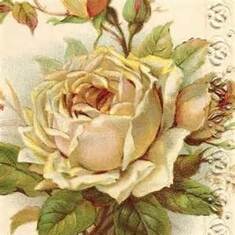antique white roses