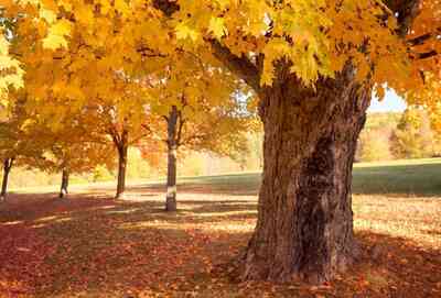 Maple NamedAfteraTree