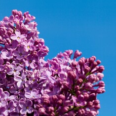 purple-lilac-and-sky