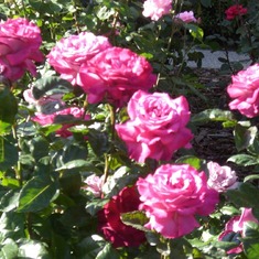 Aunt Marcia's beautiful roses in bloom in Sacramento.
