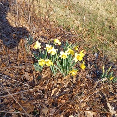 Every year I would cut a few to bring the rebirth of Spring into the house.