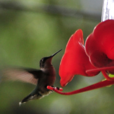 She loved her hummingbirds!
