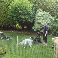 Happy training time with Daisy, Darwin & Bear - July 2011