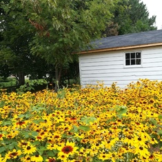 lped me plant and care for my brown eyed susan patch.
