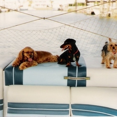 Mama's dogs on the boat (Betsy, Sam & Spencer!)