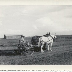 Grandpa plowing with horses