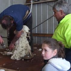Shearing with Hayden Gill and Holly