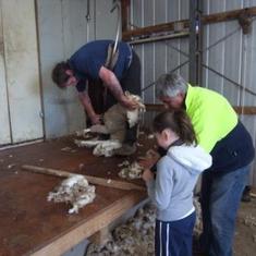 Shearing with Holly and Tyler