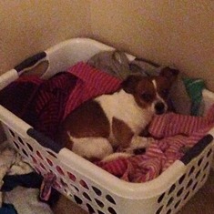 Bandit, Edwards Best Buddy, loves snuggling in his clean clothes basket.