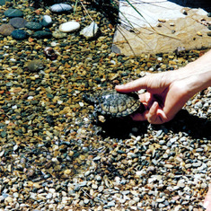 Western pond turtle released into our pond - Monterey