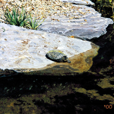 Studds Turtle in pond - Monterey