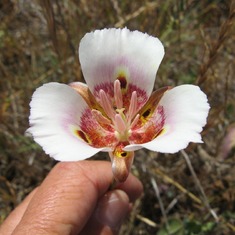 Calochortus venustus at Yampah - first discovered here by Mark.