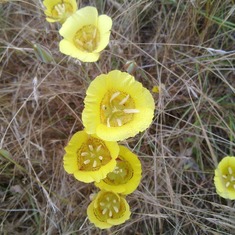 Calochortus luteus, first discovered on Yampah Island , Elkhorn Slough, by Mark Ferguson