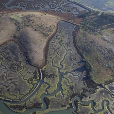 Aerial view of the Island in Elkhorn Slough that Mark surveyed.  He was the first botanist to visit this spot and discovered several unusual species including 2 calochortus - mariposa lillies.  I will forever think of Mark when these flowers are blooming 