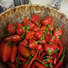 Peppers from the garden (September 2019)