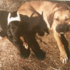 His beloved Sting and BaBa dog as puppies