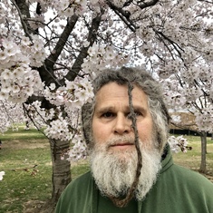 March 2019 D.C. cherry blossoms