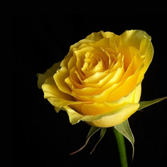 yellow-rose-flower-wallpaper-1366x768