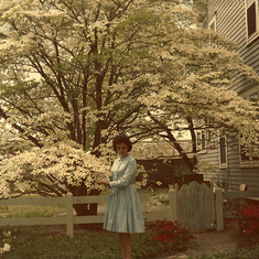 Beauty and the Dogwood