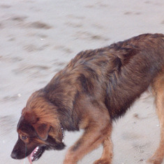 2002, 10, Ed on beach by Linda Cox