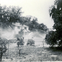 A view of the yard at Mary's Grandmother's Elfers, FL Elkhorn Groves estate, with irrigation system running.