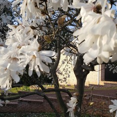 Mrs. Vespa is this magnolia trees name!  So beautiful in the spring!!!