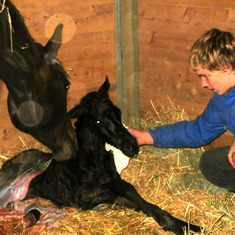 Matthew helping foal out Hobby 2013