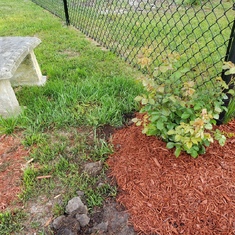 Roses planted today 4/28/20  in your memory