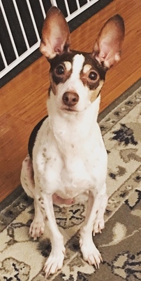 Maximus Prime Allen