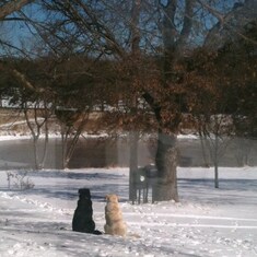 Precious pups contemplate subsequent ice rescue