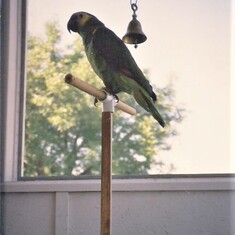 our parrot Echo on our screened porch in Frederick, MD