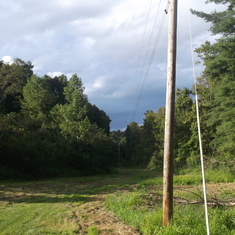 our electric poles that we referred to as "branchless trees"