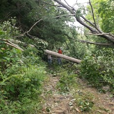 our drive after 115 mph straight line wind - trees and power lines tangled - Tony & friend working on clean up