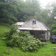 a large maple tree that fell away from the house